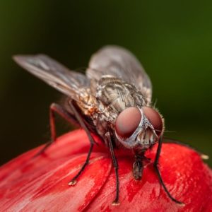 חוויית השילוב: הפעלות ג'אגלינג לכל המשפחה